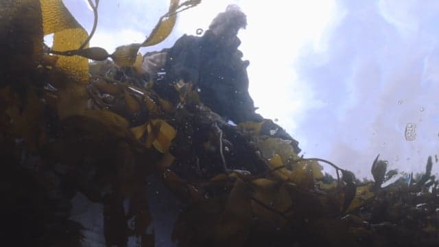Turning Seaweed into Opportunity — South Africa