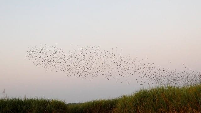 Outsmarting the Quelea Bird Pest — Zimbabwe