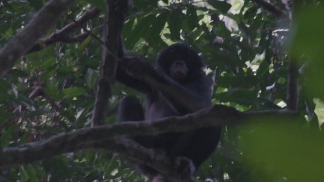 Mbou-Mon-Tour (MMT) — DR Congo