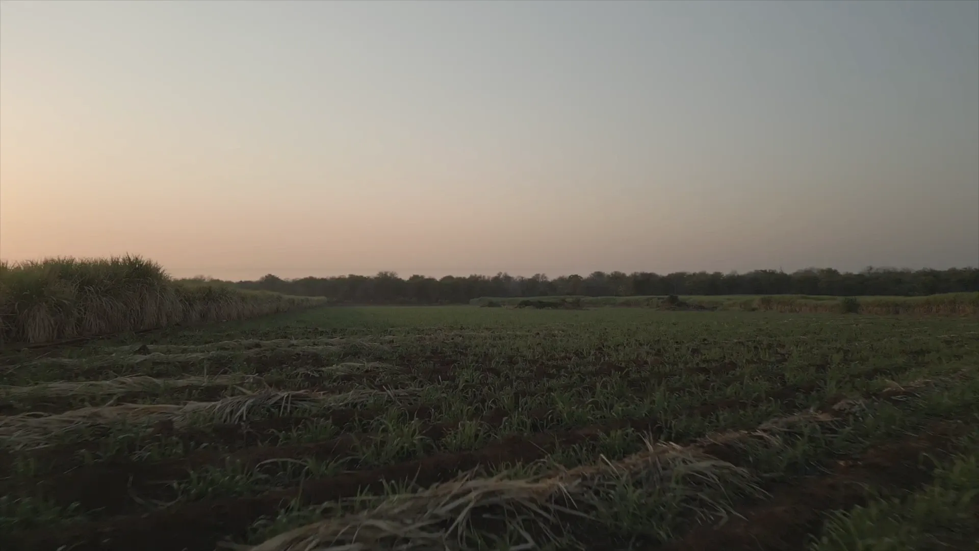 A wide view of farmland at dusk, with rows of harvested crops in the foreground.