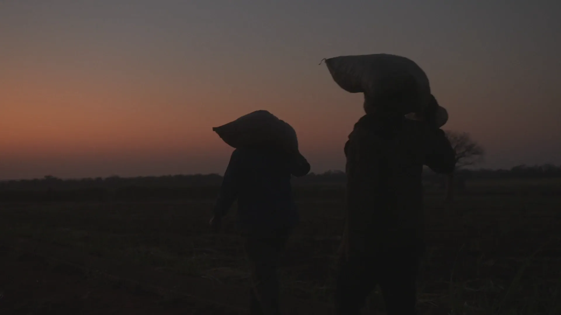 Two silhouetted figures carry full sacks on their shoulders across a field at dusk.