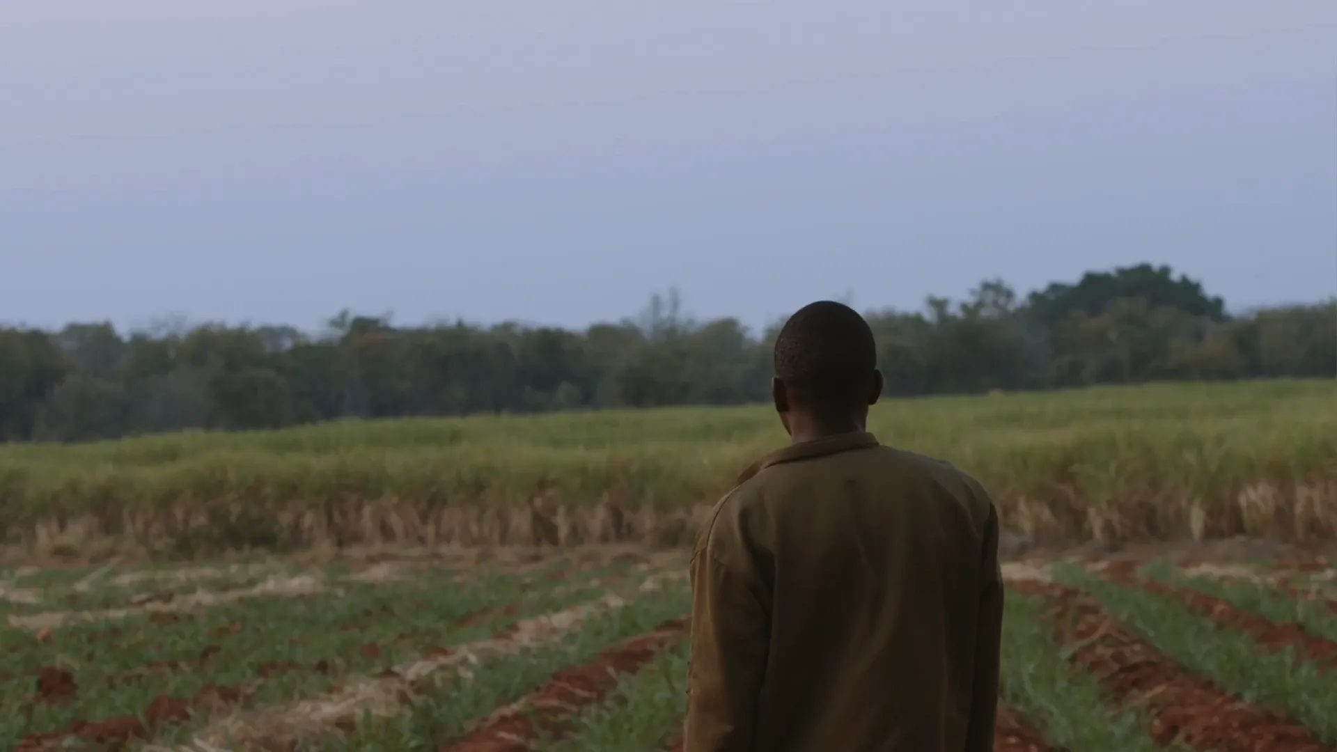 A man walks away through cropland at dusk, red soil visible between the rows.