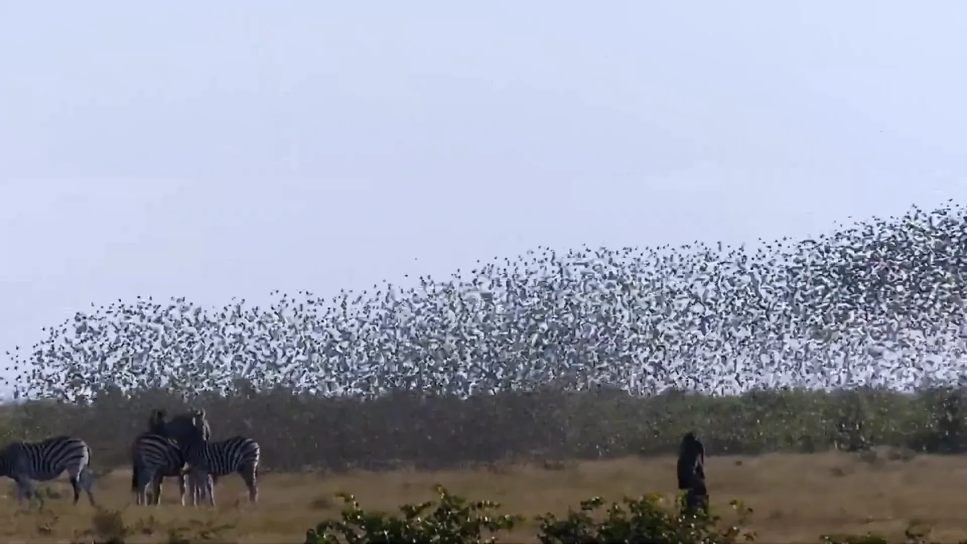 Zebras graze on a grassy plain as a massive flock of birds swarms overhead.