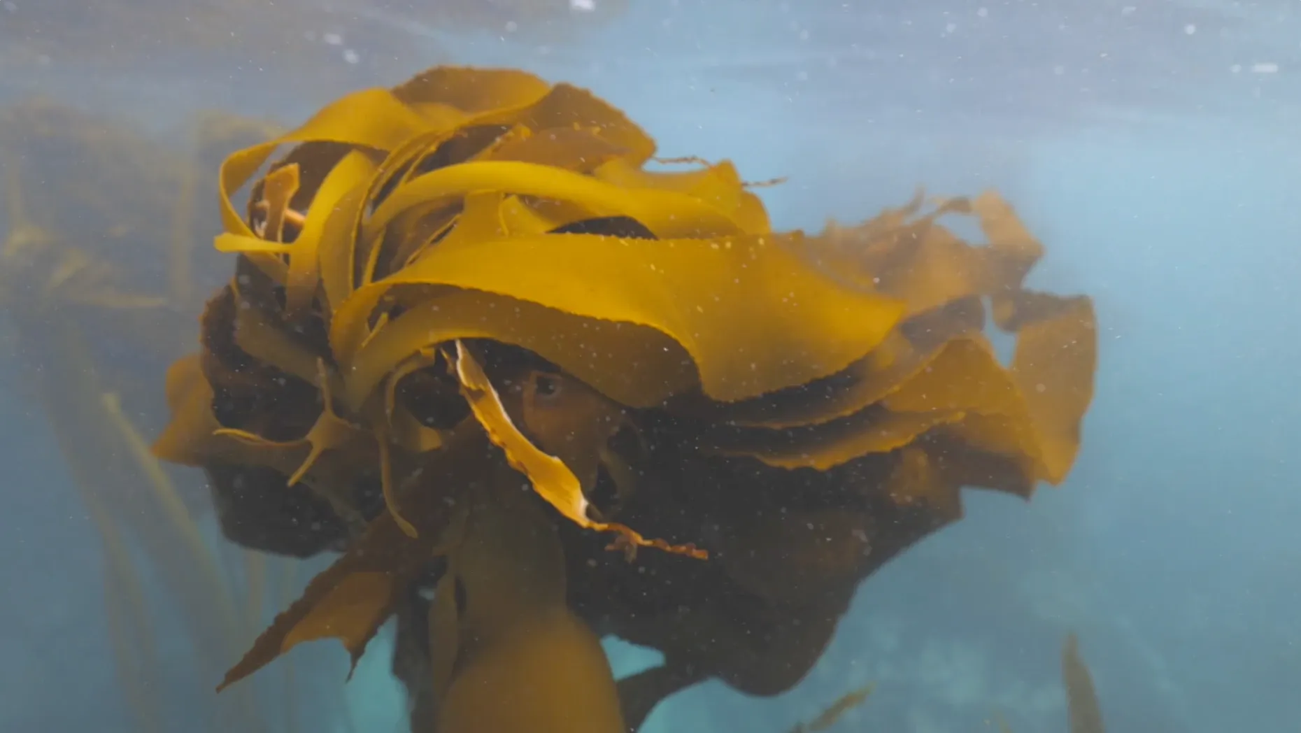 A close-up of golden-brown kelp fronds swaying underwater.