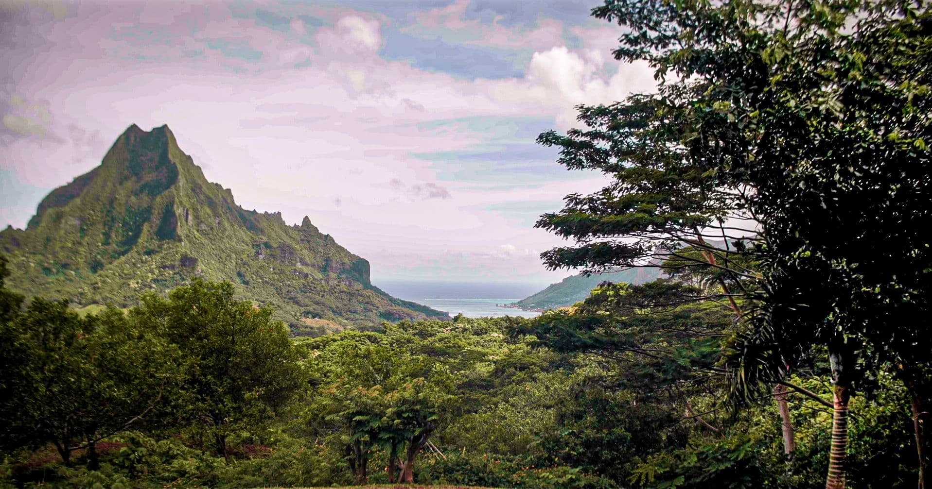A dramatic jagged green mountain peak rises above lush tropical foliage, with a calm bay visible in the distance under a pastel sky, a landscape view of Moʻorea.