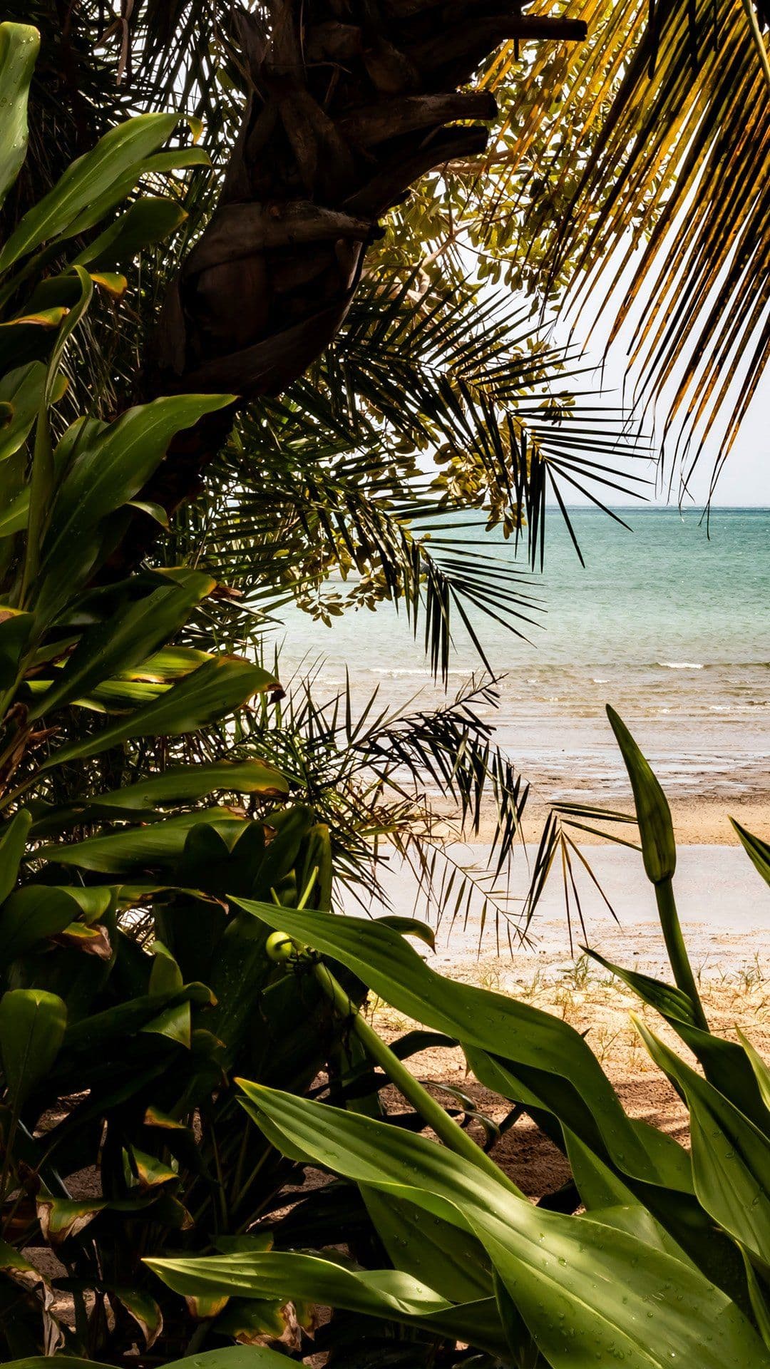 A photo looking through palm fronds and green foliage toward a calm turquoise sea and sandy beach.