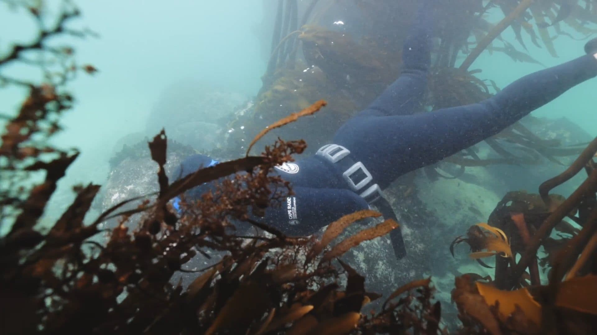 A diver in a wetsuit swims through a kelp forest underwater.