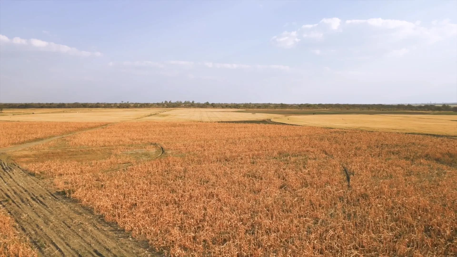 An aerial view of dry cropland with tire tracks running through the rows under a wide blue sky.